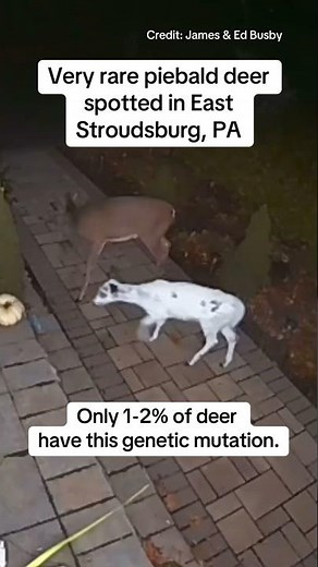 Very rare piebald deer spotted in East Stroudsburg, PA