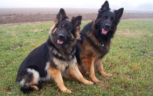 11 Countries Where German Shepherd Dogs Are Banned or Restricted