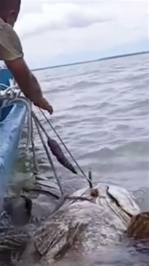 Fishing trips | I caught two huge grouper fish!