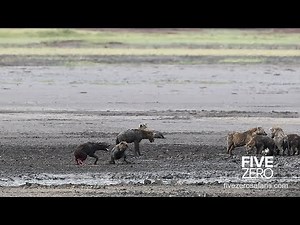 Hyenas Feeding on Live Hyena