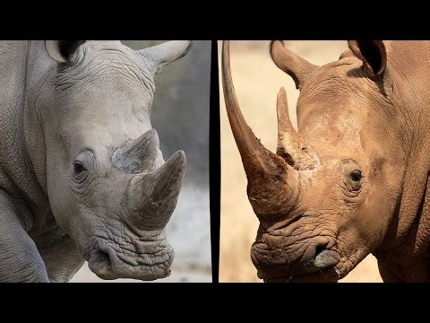 Black Rhino vs White Rhino: Who Would Win?