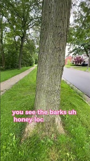 Black vs. Honey Locust Tree- side by side comparison