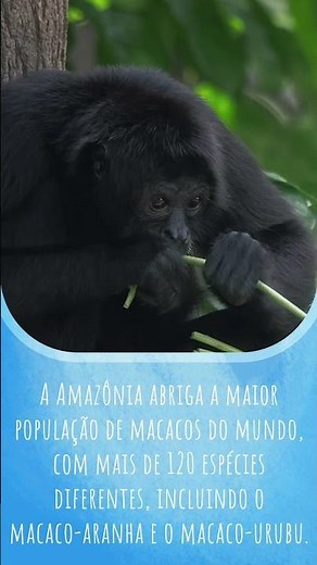 Fatos e Curiosidades com Os Pequerruchos - Amazônia