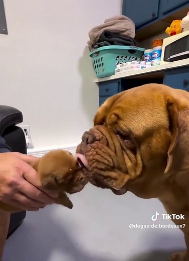 Real Food for Puppies: A Guide for Dog Lovers