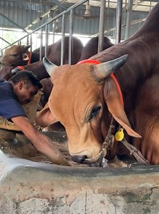 Amazing Brahman Cross Bull Meal Time || Heavy Neck Sahiwal x Brahman Bull || • • • • • • • • • • • • • • • • #Biggest_Bull #Cow #Biggest_Cow #Biggest_Cow_in_the_world #Biggest_Brahman_Bull #1950kg_Bull #Heaviest_Bull_in_the_world #Heaviest_Cow_in_the_world #Chianina #Romagnola #Sapi_PO #Ongole_Gittalu #Asturiana_de_los_valles #Kankrej #Guzera #Vaca #Stier #Bullen #Grey_Brahman #Red_Brahman #Hereford #Braford #Sibi_Bhagnari #Marchigiana #Limousin #Boran | Biggest Cow in Bangladesh