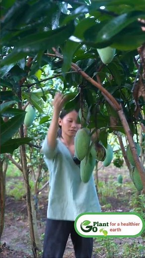 mango seed growing,Growing Mango Tree from seed #plants #timelapse #mango