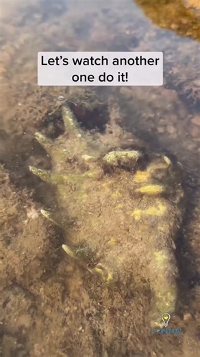 1.3K views | Creature of the day: The Spider Conch Snail   Lambis is a genus of large sea snails sometimes known as spider conchs, marine gastropod mollusks in the family Strombidae, the true conch family. The siphonal canal is long and curved, and the apertural lip is adorned with circumapertural projections, which are fingerlike processes emanating from the edge of the shell aperture. (Wikipedia)  @justkeepthinkingsg IG | Angry Trini | Facebook