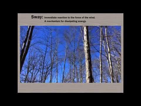 Tree Biomechanics 101