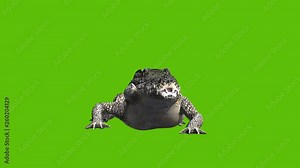 Animation of a 3d crocodile viewed from the front. moves and is seen eating something, set against a green background
