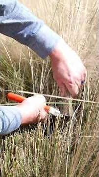 How to prune muhly grass | Get It Growing