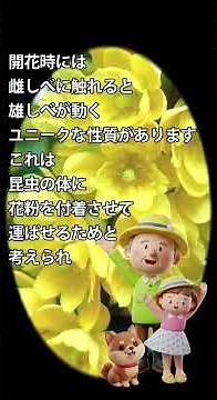 面白樹木の話 97 柊南天ヒイラギナンテン#庭園#生垣#鉢植え #植物 #ガーデニング