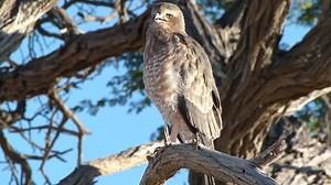 File:Pale Chanting Goshawk (Melierax canorus) immature calling ....webm - Wikimedia Commons
