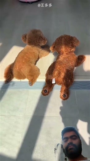 This Hotel Has a Dog Gift