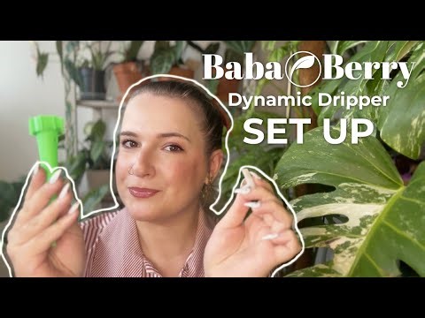 How to Set Up a Self Watering Planter Insert | BabaBerry Dynamic Dripper Setup Guide