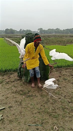 New video of birds in secret room