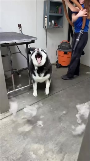 wacky dogs ahah 💖😸#funny #funnyvideos #animals #dogs #fyp