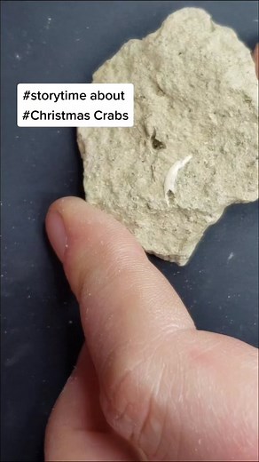 I have many skills but impulse control and choreography are not amoung them! yes there is a photo at the end. #christmasstory #storytime #christmastales #carcinisation