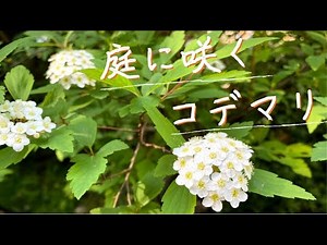 庭に咲いた満開のコデマリと、雑草とは思えない一面の黄色い花（ジシバリ）