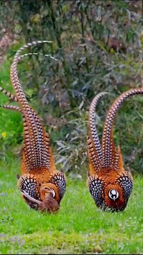 3.5M views · 58K reactions | dance of Reeves's pheasant #birdlife #dancingbird #pheasant #beautifulbird | The Wildlife | Facebook
