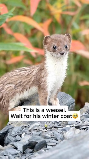 Wildlife & Animals on Instagram: "Weasels are small, agile predators known for their slender bodies and quick movements, allowing them to easily slip into tight spaces while hunting for prey like rodents and birds. They are often found in forests, grasslands, and farmlands. Fun fact: Weasels can take down animals much larger than themselves thanks to their sharp teeth and strong bite, and despite their small size, they have an incredibly high metabolism, meaning they need to eat frequently to st