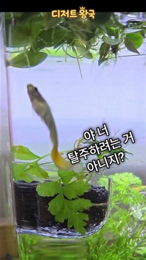 🟡 순찰대장 레몬, 왕국 성벽 점검 중…