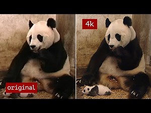 Scared Panda [4K UHD Remastered]