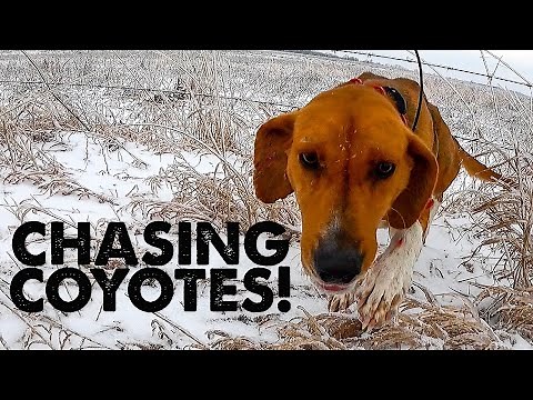 Hunting COYOTES with DOGS! - Fresh Snow Hunt