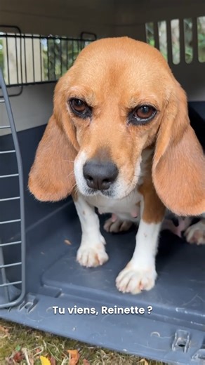 Beagles Of Burgundy on Instagram: "Bienvenue à La Maison des Beagles Libres à 4 nouveaux beagles de laboratoire ! Plus d'une dizaine de beagles issues de l'expérimentation animale sont encore en pleine réadaptation chez nous, se préparant à leur adoption, et nous allons guider 3 nouvelles femelles et 1 mâle vers une vie ordinaire parmi des humains ordinaires. Virginie a ouvert la porte de sa Maison à plus de 500 beagles de laboratoire, et en chacune elle reconnaît ce qui les rend uniques. Ces be