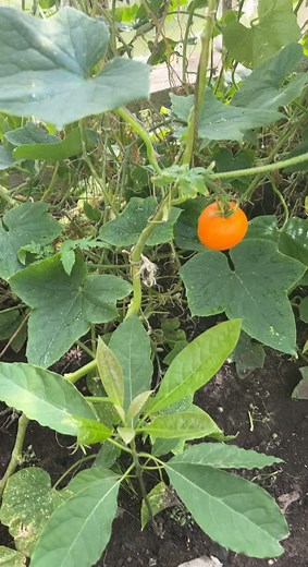 Tonija piedzīvojumi (@tonys.adventures)’s videos with original sound - Tonija piedzīvojumi