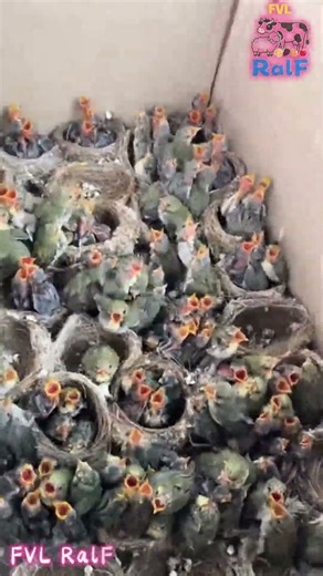 Raising quail chicks in cardboard boxes