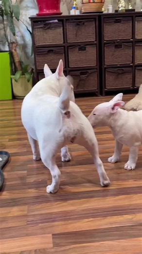 Puppy Love: Miniature Bull Terrier Puppy Moments