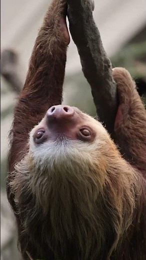 Meet Rolo the Hoffman's two-toed sloth at the Saint Louis Zoo's Sloth Atrium!
