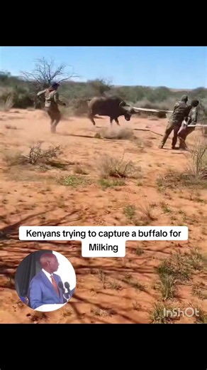 Kenyans Try to Capture a Buffalo for Milking: The Challenge