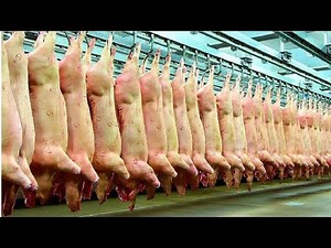 Modern Pig Farm - Fresh Pork Production Process - Automatic Pork Cutting Line Machine - Pork Plant