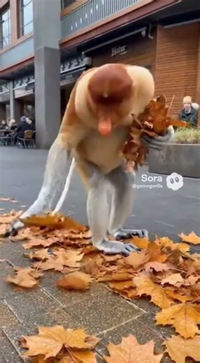 Proboscis monkeys playing with fallen leaves