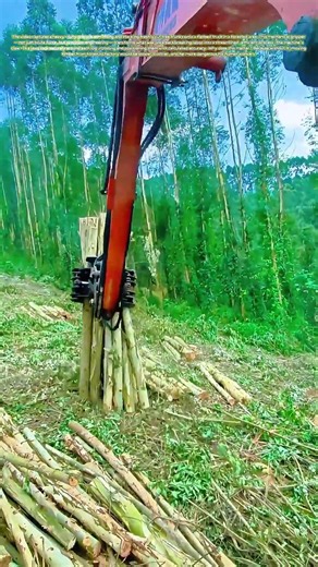Gripper in Action: Why Modern Logging Relies on This Machine