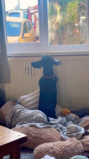 Woofing dog 🐶