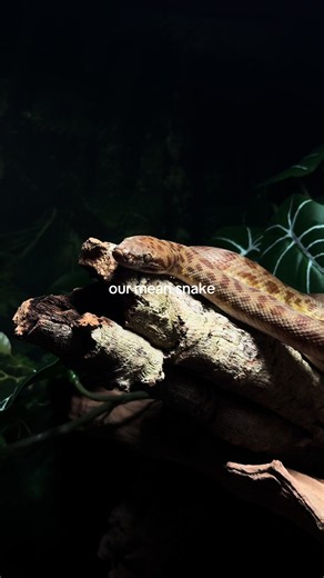 why does she have to be so beautiful but so mean 😭 #snake #rosyboa #childrenspython #reptile