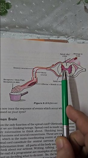 Reflex Arc in 1 minute | Control and coordination | Class 10 Science