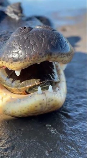 Turtle escapes Alligator #funny #alligator #turtle #fyp #memes #shorts #trending