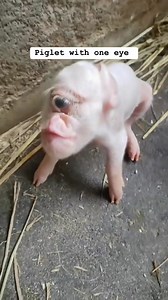 Piglet with one eye #pigfarming | Jax Farm