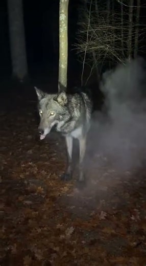 Its breath fogged the air but its chest never moved