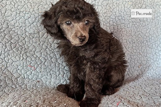 Marie - Miniature Poodle Puppy 7A3BE5