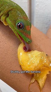 742K views · 8.5K reactions | Stubby the day gecko got the banana #gecko #lizard #reptile #cuteanimals #funnyanimals #funnyreels | geckgoals | Facebook