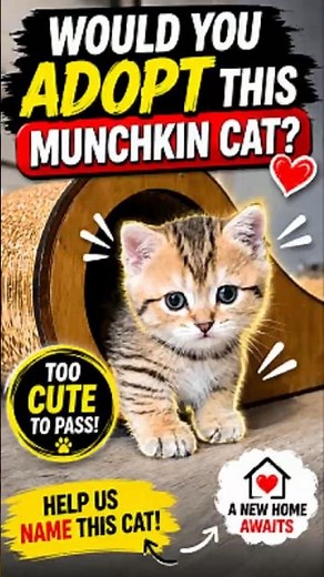 Would You Adopt This Munchkin Cat? 🐾 Help Us Choose A Name #cutecats #cat #viralcats #viralshorts