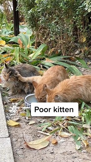 Poor kitten | Pets Life
