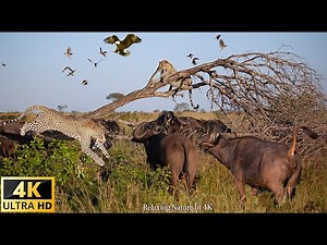 4K African Wildlife Documentary Film - Mana Pools National Park, Zimbabwe - Relaxing Nature In 4K