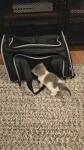 61K views · 2.8K reactions | Mica was surprised to learn he wasn't the only kitten in the world  Meet Jack, she's about a week older than Mica and was also found on her own. These two quickly became inseparable! | Fostering kittens | Facebook