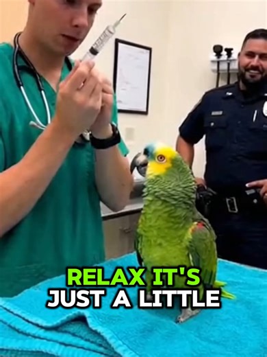 Divertido loro confronta al veterinario