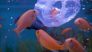 6 Best Ways To Reduce Plastic Pollution